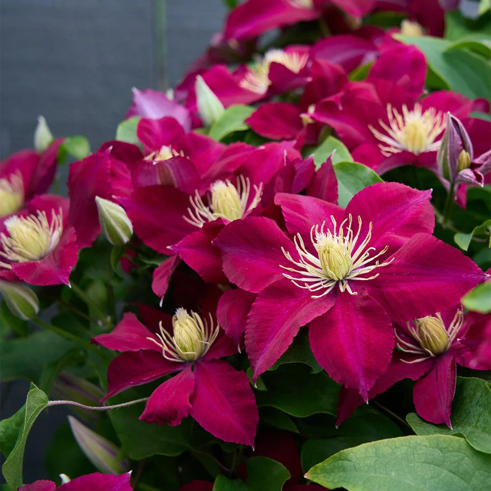 Clematita (Clematis) Elpis, flori rosu-violet cataratoare, inflorire abundenta