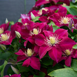 Clematita (Clematis) Elpis, flori rosu-violet cataratoare, inflorire abundenta