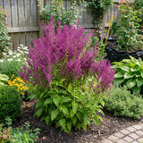 Salvia ornamentala Schwellenburg, perena cu flori violet, inflorire bogata, frunzis aromat