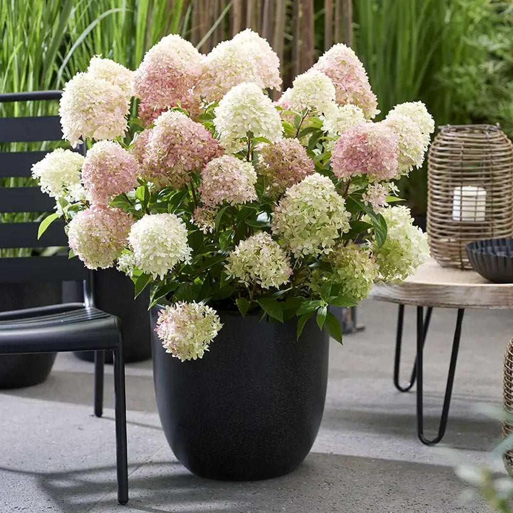 Hortensie Pitica de gradina (Paniculata) Living Little Blossom, cu flori albe si roz