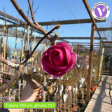 Magnolia Black Tulip, flori mov inchis ca laleaua, foarte rar de gasit