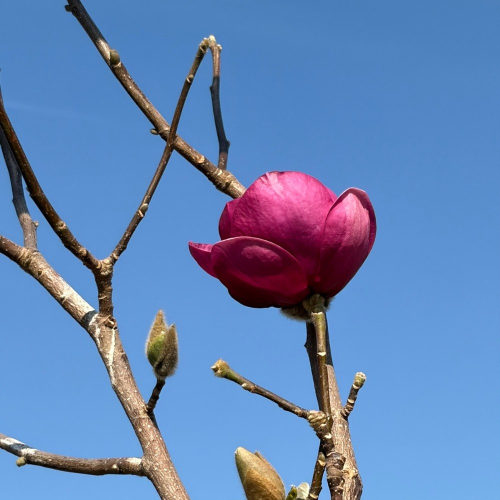 Magnolia Black Tulip, flori mov inchis ca laleaua, foarte rar de gasit