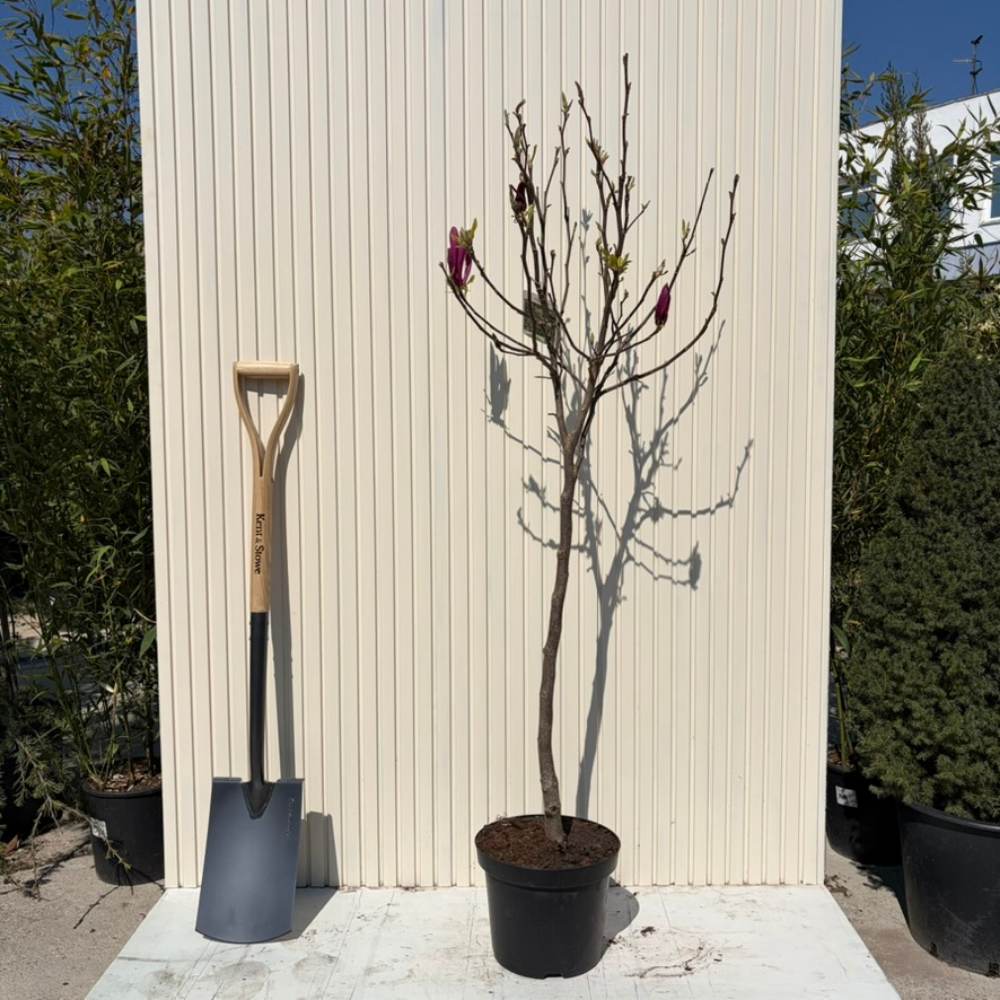 Magnolie Susan, tip copac, flori roz inchis parfumate, arbore ornamental rezistent