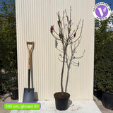 Magnolie Susan, tip copac, flori roz inchis parfumate, arbore ornamental rezistent