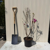Magnolie Susan, flori roz intens parfumate, inflorire abundenta de primavara