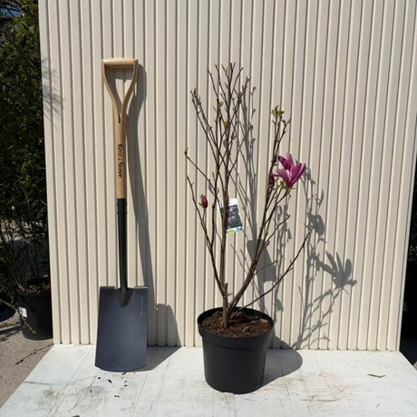 Magnolie Susan, flori roz intens parfumate, inflorire abundenta de primavara