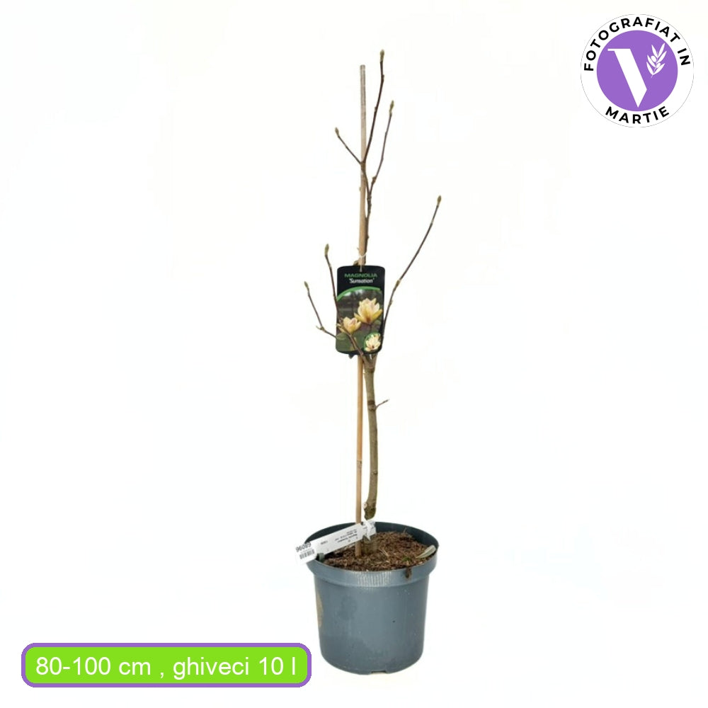 Magnolie Sunsation, flori galbene roz spectaculoase, arbust decorativ exotic