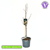 Magnolie Sunsation, flori galbene roz spectaculoase, arbust decorativ exotic