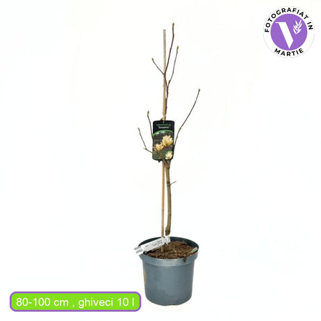 Magnolie Sunsation, flori galbene roz spectaculoase, arbust decorativ exotic