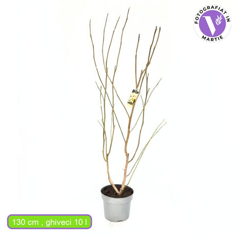 Magnolie Yellow River, flori galbene parfumate, arbust ornamental exotic, Inflorire vara-toamna