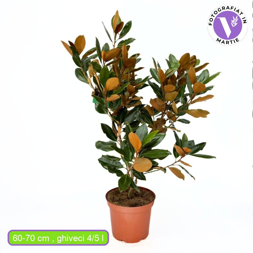 Magnolie Grandiflora Little Gem,magnolie vesnic verde compacta, flori albe parfumate, frunze lucioase cu revers brun, ideala pentru gard viu si ghivece mari