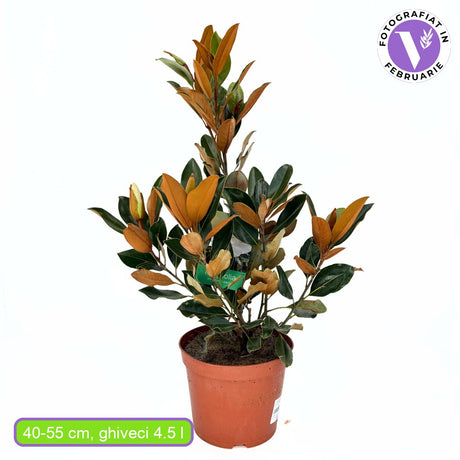 Magnolie Grandiflora Little Gem,magnolie vesnic verde compacta, flori albe parfumate, frunze lucioase cu revers brun, ideala pentru gard viu si ghivece mari