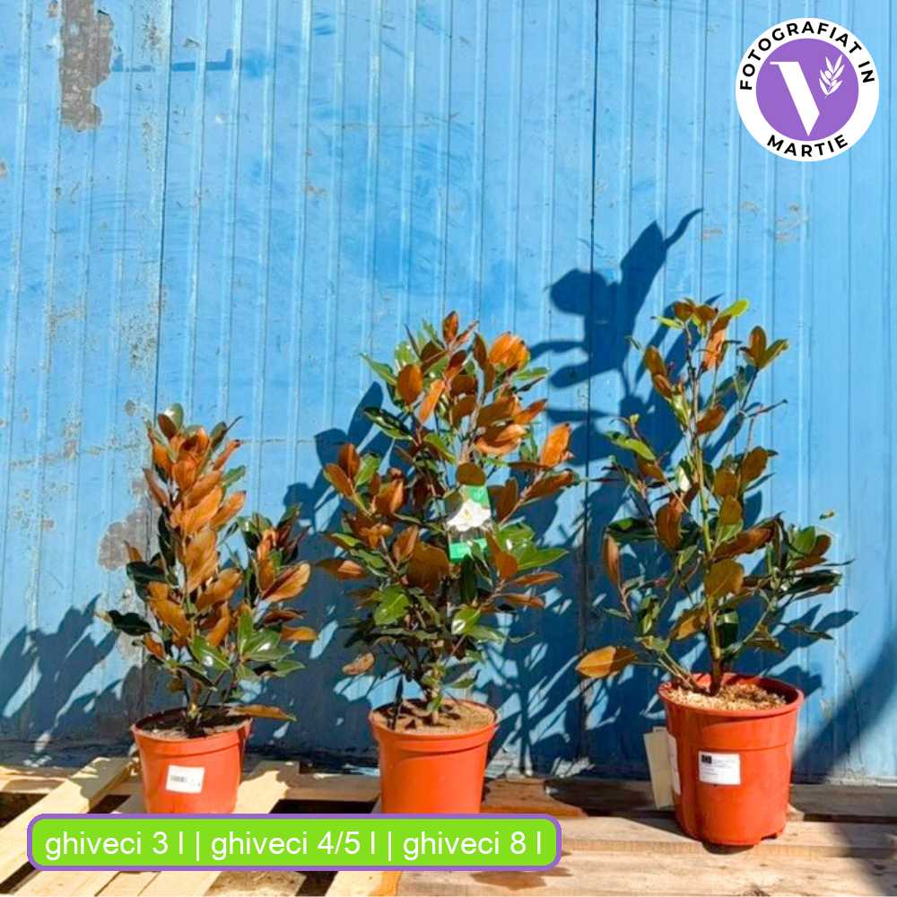 Magnolie Grandiflora Little Gem,magnolie vesnic verde compacta, flori albe parfumate, frunze lucioase cu revers brun, ideala pentru gard viu si ghivece mari