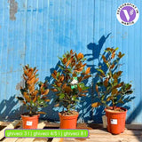 Magnolie Grandiflora Little Gem,magnolie vesnic verde compacta, flori albe parfumate, frunze lucioase cu revers brun, ideala pentru gard viu si ghivece mari