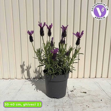 Lavanda Spaniola Anouk, cu flori violet intens si parfum puternic