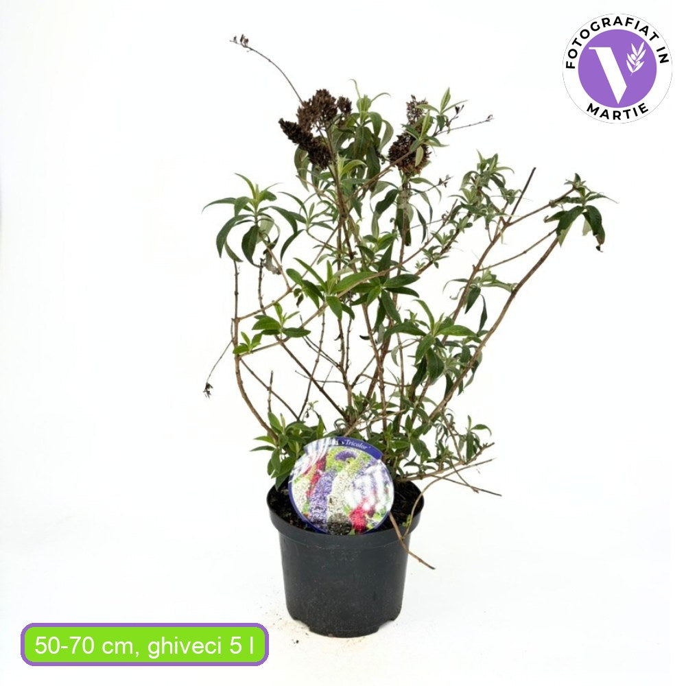 Liliac de Vara Tricolor (Buddleja), cu flori parfumate in trei culori diferite, alb roz mov, planta pentru fluturi, ghiveci sau gradina