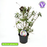 Liliac de Vara Tricolor (Buddleja), cu flori parfumate in trei culori diferite, alb roz mov, planta pentru fluturi, ghiveci sau gradina