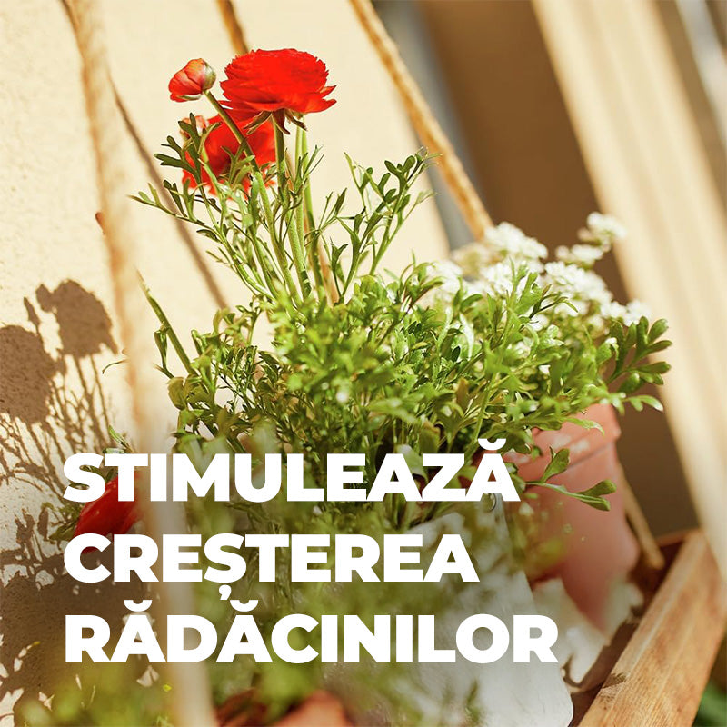 Ingrasamant Lichid pentru Plante de Balcon si in Ghiveci 1.3 l, COMPO