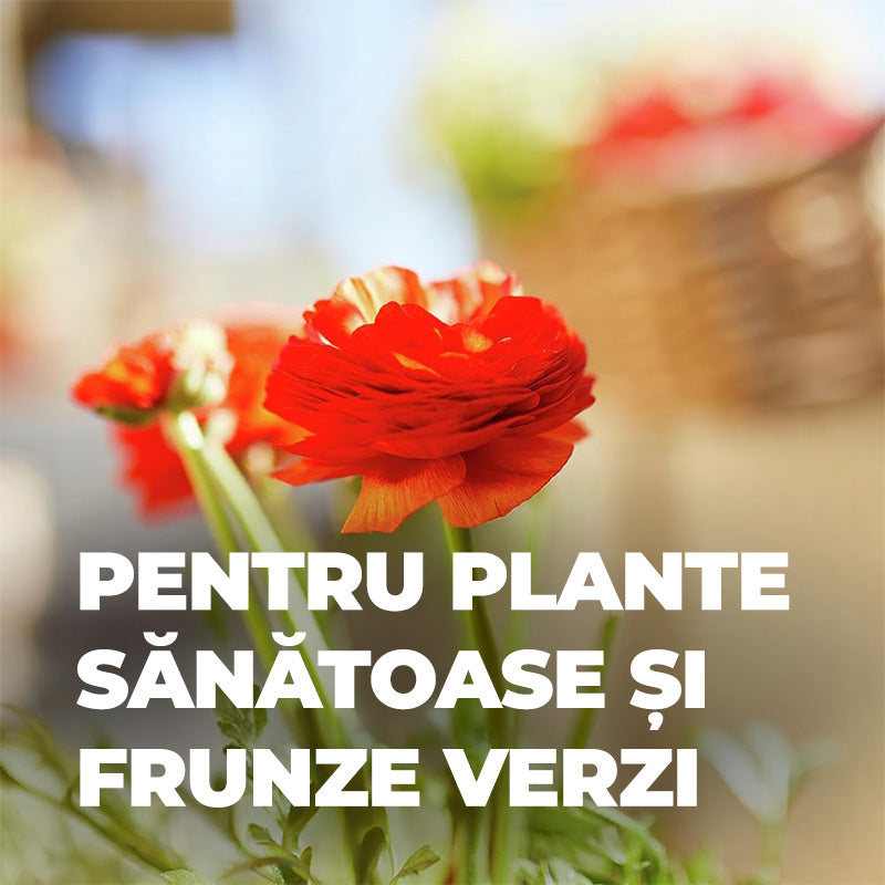 Ingrasamant Lichid pentru Plante de Balcon si in Ghiveci 1.3 l, COMPO