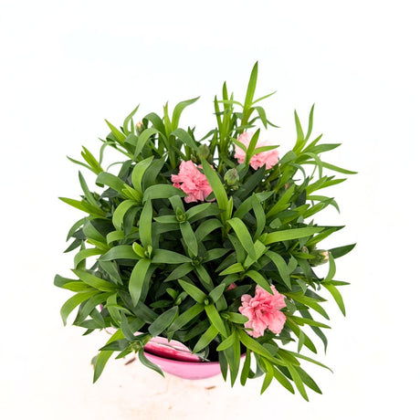 Garofita Oscar Pink, perena parfumata, roz intens, 15-20 cm, soare, rezistenta la ger