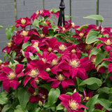 Clematita (Clematis) Elpis, flori rosu-violet cataratoare, inflorire abundenta