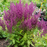 Salvia ornamentala Schwellenburg, perena cu flori violet, inflorire bogata, frunzis aromat