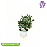 Eucalipt Gunnii, cu frunzis argintiu intens parfumat, iubitor de soare, vesnic verde, rezistent la ger