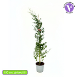 Eucalipt Gunnii, cu frunzis argintiu intens parfumat, iubitor de soare, vesnic verde, rezistent la ger