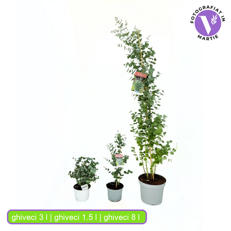 Eucalipt Gunnii, cu frunzis argintiu intens parfumat, iubitor de soare, vesnic verde, rezistent la ger