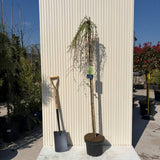 Zada (Larix) Stiff Weeper, zada plangatoare ornamentala, conifer cu frunze cazatoare, rezistent la ger