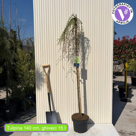 Zada (Larix) Stiff Weeper, zada plangatoare ornamentala, conifer cu frunze cazatoare, rezistent la ger