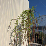 Zada (Larix) Stiff Weeper, zada plangatoare ornamentala, conifer cu frunze cazatoare, rezistent la ger