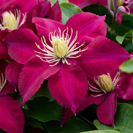 Clematita (Clematis) Elpis, flori rosu-violet cataratoare, inflorire abundenta
