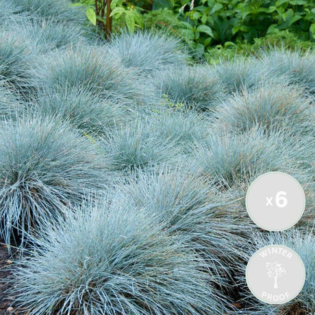 Iarba Albastra Compacta Blue (Festuca), frunzis albastru, compacta si rotunda