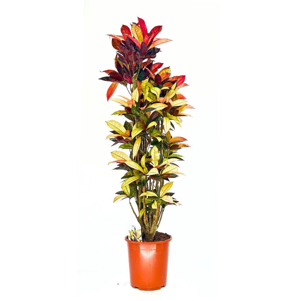 Croton Codiaeum Variegatum Mrs. Iceton, 130-140 cm, planta de apartament exotica cu frunze rosii portocalii galbene