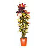 Croton Codiaeum Variegatum Mrs. Iceton, 130-140 cm, planta de apartament exotica cu frunze rosii portocalii galbene