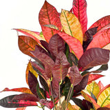 Croton Codiaeum Variegatum Mrs. Iceton, 130-140 cm, planta de apartament exotica cu frunze rosii portocalii galbene