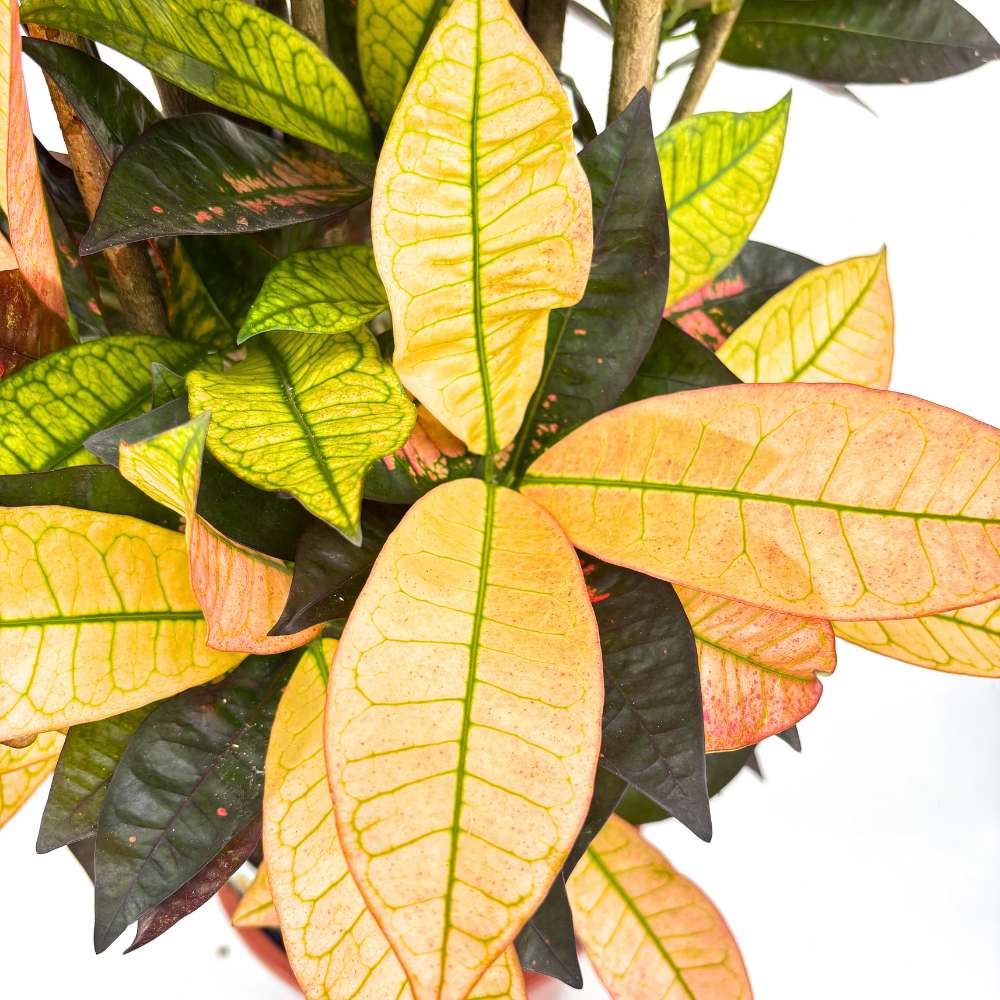 Croton Codiaeum Variegatum Mrs. Iceton, 130-140 cm, planta de apartament exotica cu frunze rosii portocalii galbene