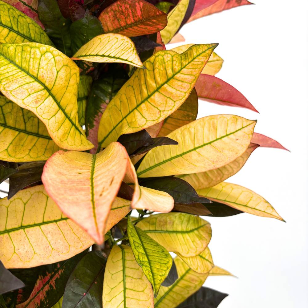 Croton Codiaeum Variegatum Mrs. Iceton, 130-140 cm, planta de apartament exotica cu frunze rosii portocalii galbene