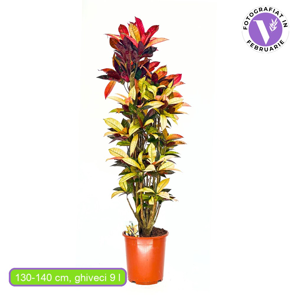 Croton Codiaeum Variegatum Mrs. Iceton, 130-140 cm, planta de apartament exotica cu frunze rosii portocalii galbene