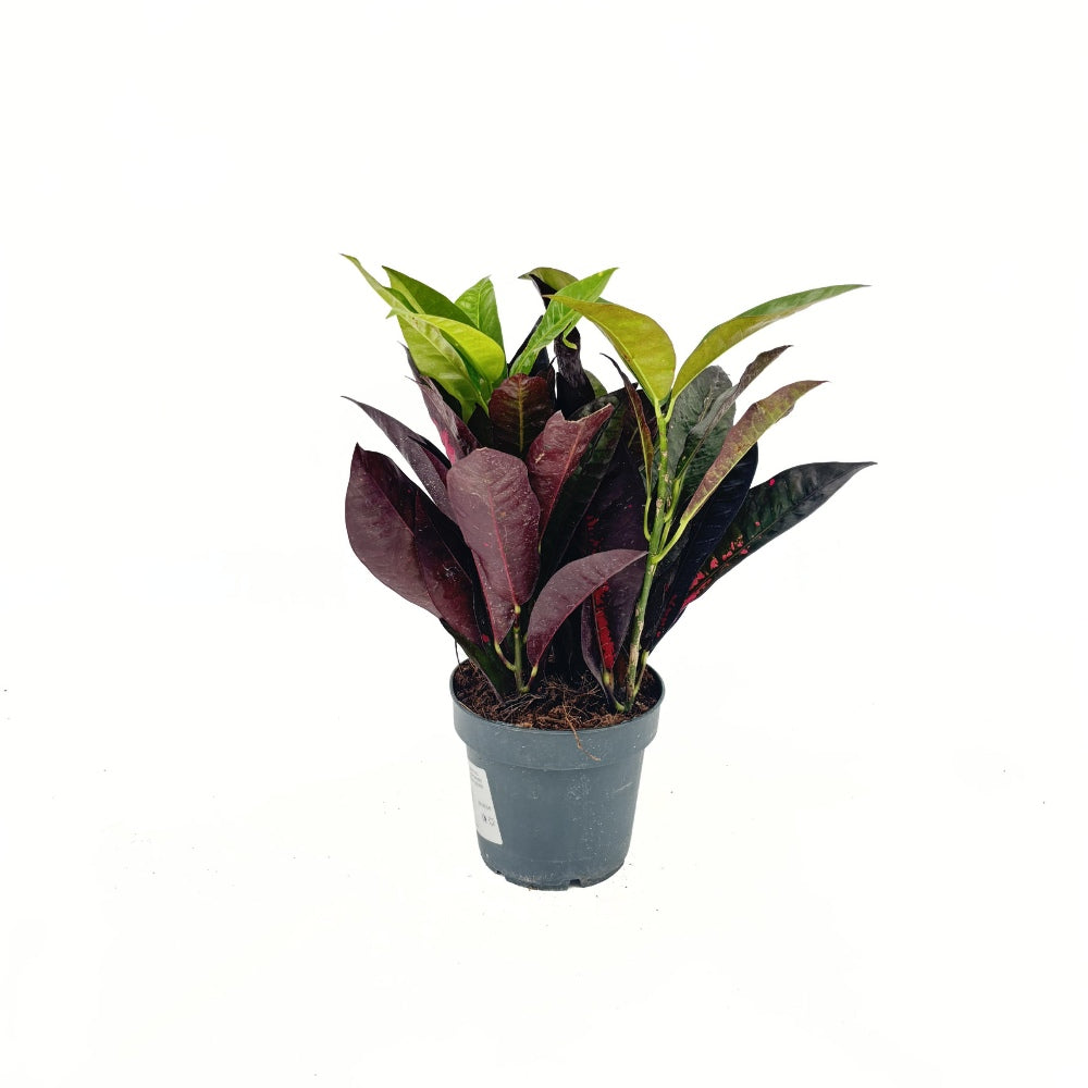 Croton Codiaeum Variegatum Mrs. Iceton, 30 cm, planta de apartament exotica cu frunze rosii portocalii galbene