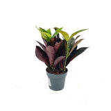 Croton Codiaeum Variegatum Mrs. Iceton, 30 cm, planta de apartament exotica cu frunze rosii portocalii galbene