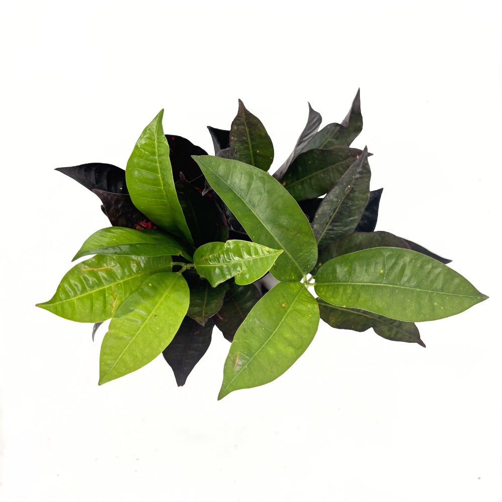 Croton Codiaeum Variegatum Mrs. Iceton, 30 cm, planta de apartament exotica cu frunze rosii portocalii galbene