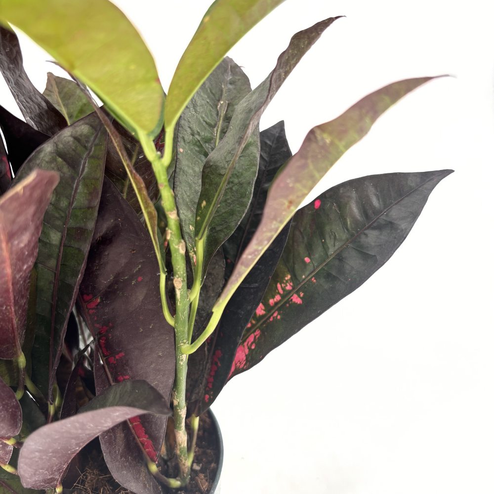 Croton Codiaeum Variegatum Mrs. Iceton, 30 cm, planta de apartament exotica cu frunze rosii portocalii galbene