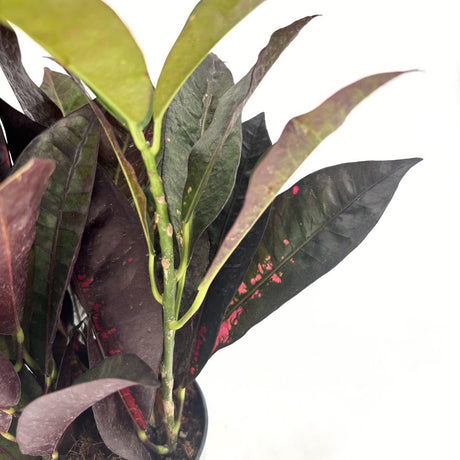 Croton Codiaeum Variegatum Mrs. Iceton, 30 cm, planta de apartament exotica cu frunze rosii portocalii galbene