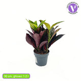 Croton Codiaeum Variegatum Mrs. Iceton, 30 cm, planta de apartament exotica cu frunze rosii portocalii galbene