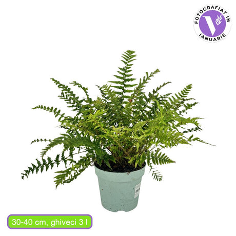Feriga Masculina (Dryopteris Affinis), feriga decorativa vesnic verde pentru umbra si semiumbra, rezistenta la frig si la melci