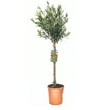 Maslin European Arbequina Aclimatizat, rezistent iarna, vesnic verde, fructifer, usor de ingrijit, efect mediteranean, 110-120 cm