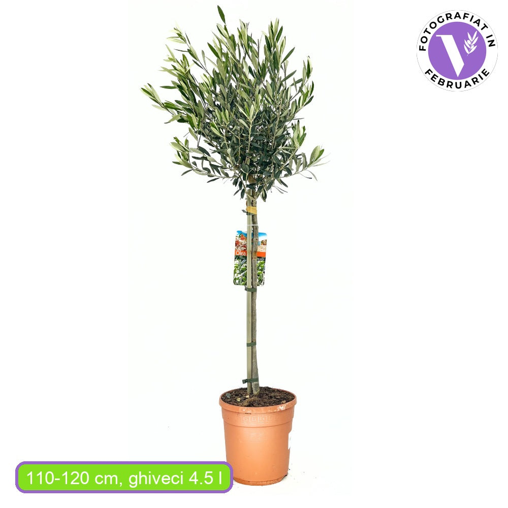 Maslin European Arbequina Aclimatizat, rezistent iarna, vesnic verde, fructifer, usor de ingrijit, efect mediteranean, 110-120 cm
