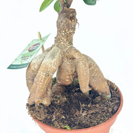 Ficus Bonsai Ginseng cu radacini groase, planta de interior, purificatoare aer - 35 cm